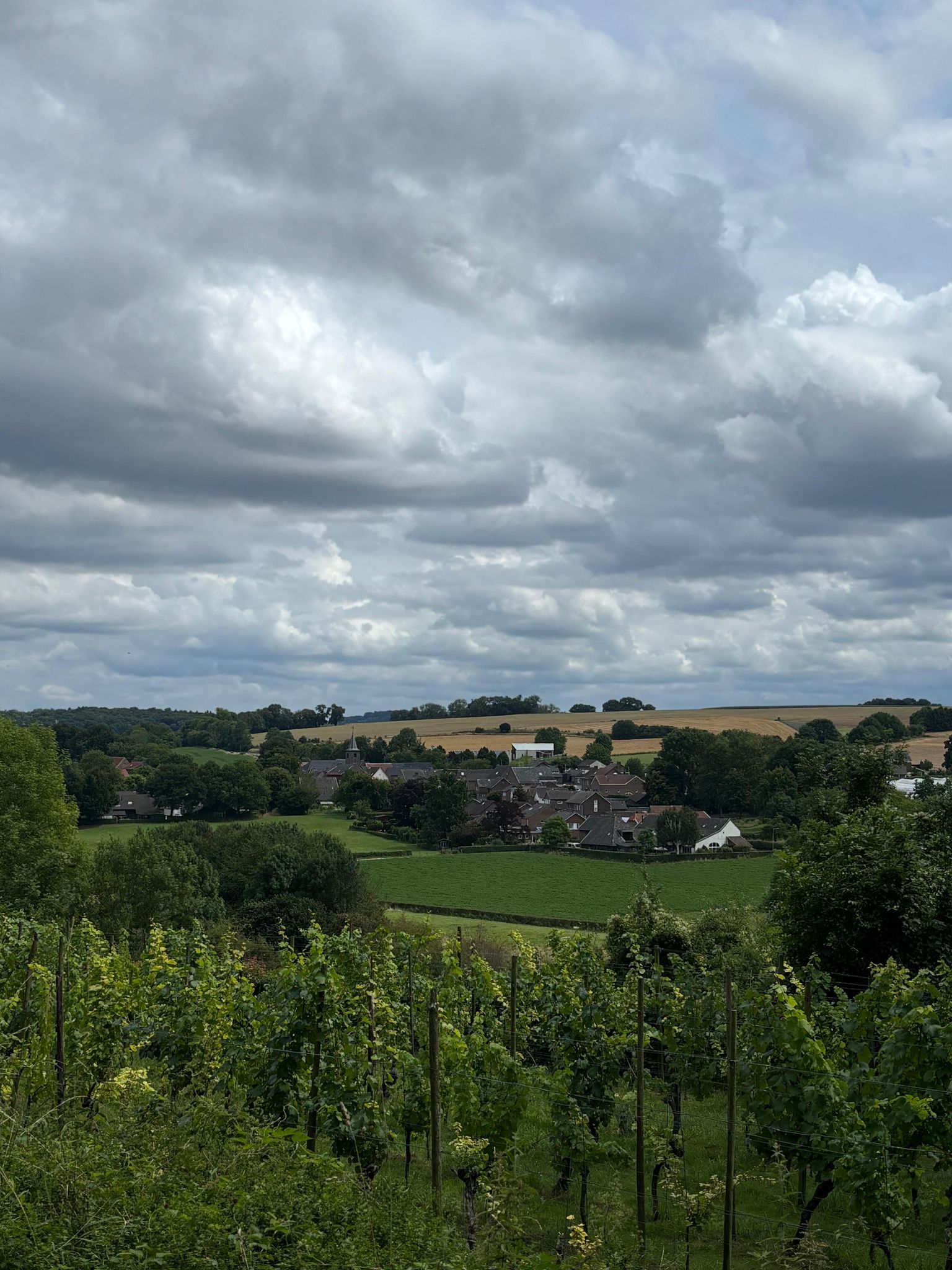 Locatie wijngaard